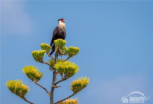 通用汽车生产基地为保护生物多样性做出卓越贡献